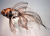 Schleierschwanz, Kupfer, 50cm